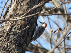 Melanerpes carolinus