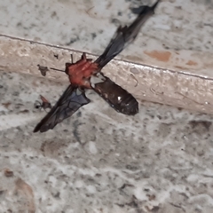 Cosmosoma sectinota