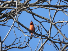 Cardinalis cardinalis