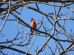Cardinalis cardinalis