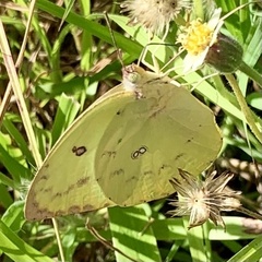 Catopsilia gorgophone