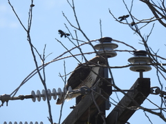Buteo jamaicensis