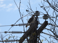 Buteo jamaicensis