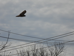 Buteo jamaicensis