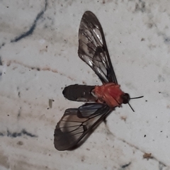 Cosmosoma sectinota