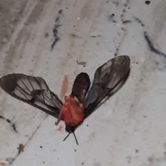 Cosmosoma sectinota