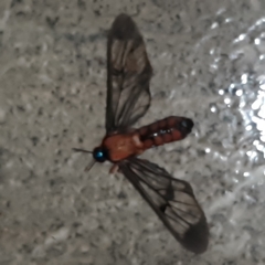 Cosmosoma sectinota