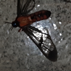 Cosmosoma sectinota