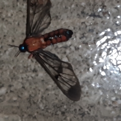 Cosmosoma sectinota