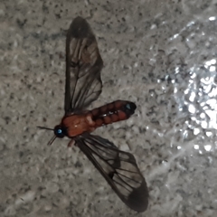 Cosmosoma sectinota
