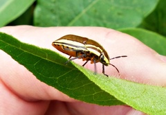 Agonosoma flavolineatum