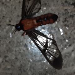 Cosmosoma sectinota