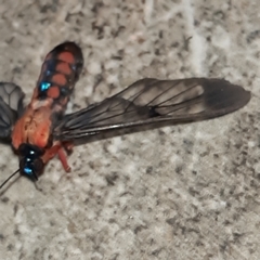 Cosmosoma sectinota