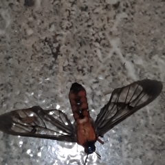 Cosmosoma sectinota