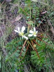 Hypseocharis bilobata