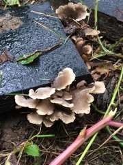 Hohenbuehelia grisea