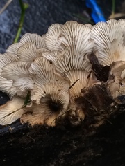 Hohenbuehelia grisea