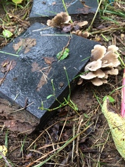 Hohenbuehelia grisea