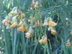 Aeschynomene montevidensis