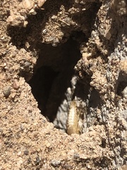 Nicoletiidae
