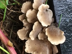 Hohenbuehelia grisea