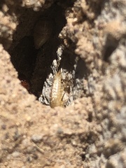 Nicoletiidae