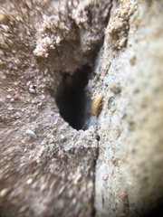 Nicoletiidae