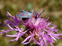 Zygaena dorycnii