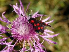Zygaena dorycnii