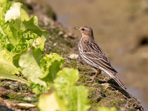 Red-throated Pipit