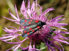 Zygaena dorycnii