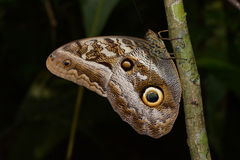 Caligo idomeneus