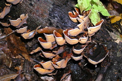 Stereum insignitum
