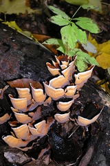 Stereum insignitum