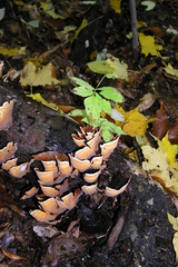 Stereum insignitum