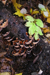 Stereum insignitum