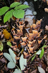 Stereum insignitum