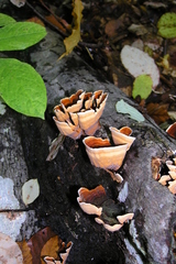 Stereum insignitum