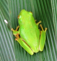 Hyperolius tuberilinguis