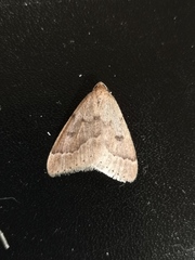 Theria rupicapraria