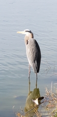 Ardea herodias