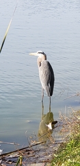 Ardea herodias