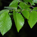 Field Elm - Photo (c) faluke, some rights reserved (CC BY-NC), uploaded by faluke