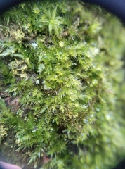 Hypnum resupinatum
