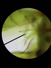Hypnum resupinatum