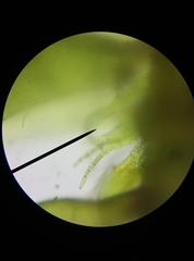Hypnum resupinatum