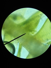 Hypnum resupinatum