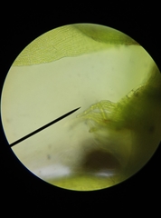 Hypnum resupinatum