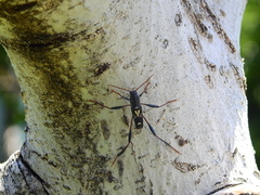 Neoclytus ypsilon
