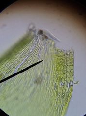 Hypnum resupinatum